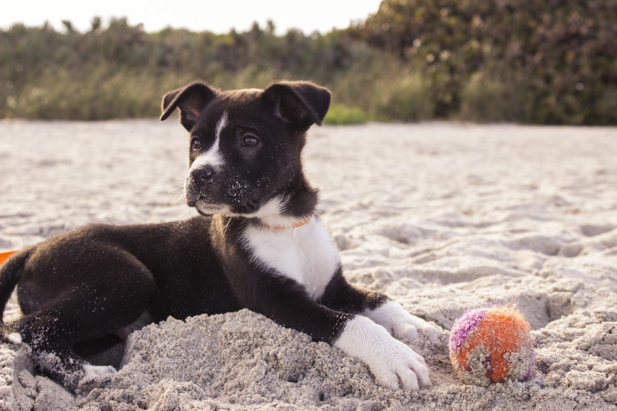 Is Your Pet Ready For The Big Day? Important Considerations For A Pet Friendly Wedding